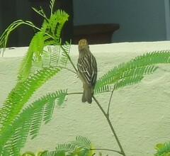 Foudia madagascariensis