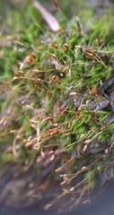 Dicranella heteromalla
