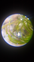 Dicranella heteromalla