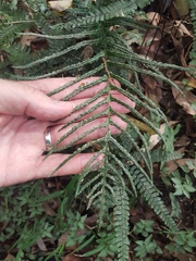 Blechnum medium