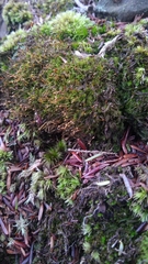 Dicranella heteromalla