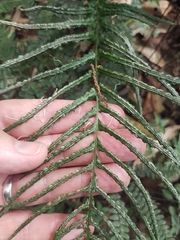Blechnum medium