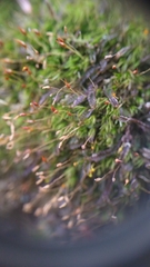 Dicranella heteromalla