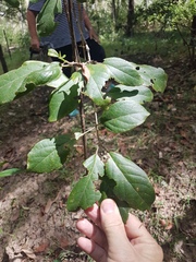 Clerodendrum tomentosum