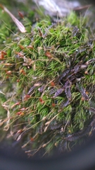 Dicranella heteromalla