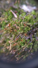 Dicranella heteromalla