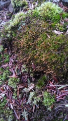 Dicranella heteromalla