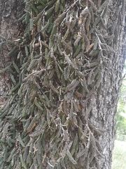 Dendrobium cucumerinum