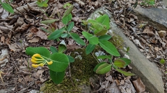 Lonicera flava