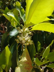 Lophostemon confertus