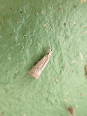 Microcrambus