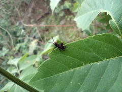 Chromacris speciosa
