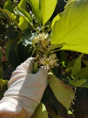 Lophostemon confertus