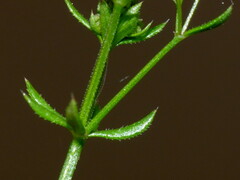 Galium divaricatum