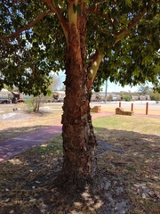 Lophostemon confertus