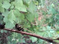 Chromacris speciosa