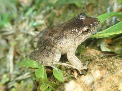 Leptodactylus validus