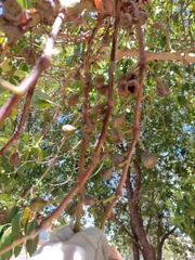 Lophostemon confertus