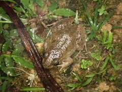 Leptodactylus validus
