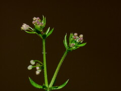 Galium divaricatum