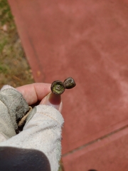 Lophostemon confertus