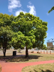 Lophostemon confertus