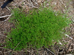 Galium divaricatum