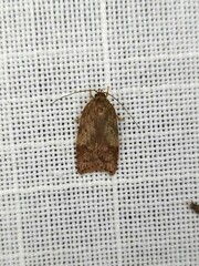 Oligoloba severa
