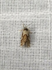 Philenora chionastis