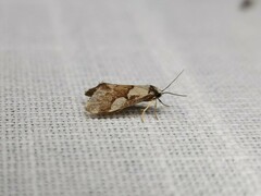 Philenora chionastis