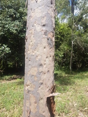 Corymbia