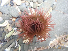 Isanemonia australis