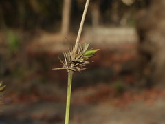 Barleria prionitis