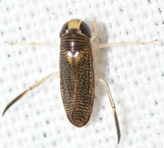 Corixidae