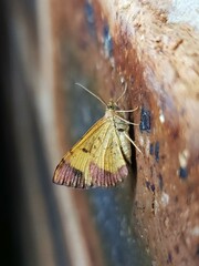 Chrysolarentia mecynata