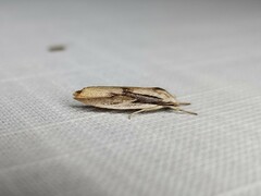 Pilostibes basivitta