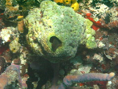 Ophioblennius macclurei