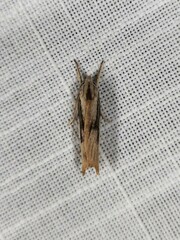 Pilostibes basivitta