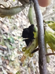 Loranthaceae