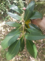 Ficus rubiginosa