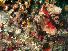 Amphimedon compressa