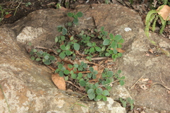 Peperomia leptostachya