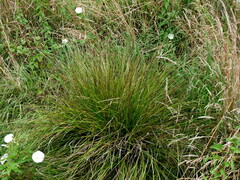 Carex virgata