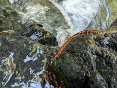 Scolopendra alternans