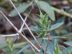 Barleria prionitis