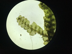 Jubula pennsylvanica