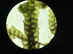 Jubula pennsylvanica