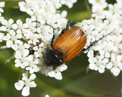 Phyllotocus rufipennis