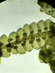 Jubula pennsylvanica