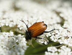 Phyllotocus rufipennis